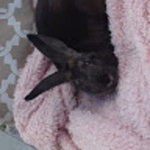 Meet your Posher, Abigail